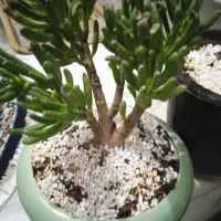 گل ملکه ومالک|فروش آپارتمان|بروجرد, |دیوار