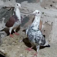 کفتر جوجه کشی|پرنده|چاپشلو, |دیوار