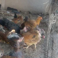 مرغ وخروس محلی