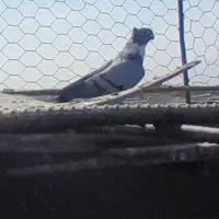 کبوتر|پرنده|اردکان, |دیوار