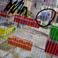 مرغ عشق یک عدد