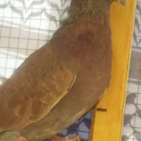 کفتر نر|پرنده|قرچک, مهدیه|دیوار