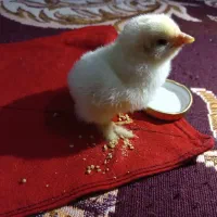 جوج هست