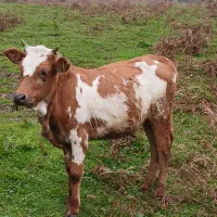 گاو شکم دار با گوساله|حیوانات مزرعه|دیلمان, |دیوار