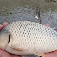 بچه ماهی کپور