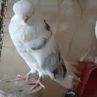 کبوتر نوک قنار اصل|پرنده|تهران, توحید|دیوار