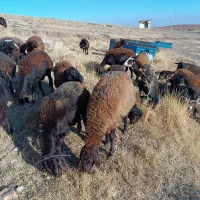 خریدار‌گوسفند‌قزل‌افشار‌وقره‌قزل‌بره‌نر‌وبره‌ماده