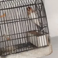 سهره|پرنده|ازنا, |دیوار