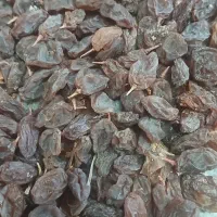 فروش مویزعسکری|خوردنی و آشامیدنی|شیراز, گل سرخ|دیوار