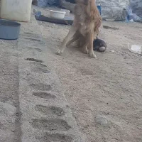 گمشده|سگ|بروجن, |دیوار