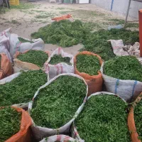 نیروی خانم جهت شستن و بسته بندی سبزی