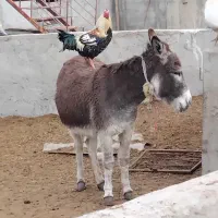 یک اولاغ ماده جوان