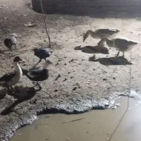 غوغاز اردک مرغ لاری|حیوانات مزرعه|قرق, |دیوار