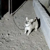 پاپی نگهبان اصیل