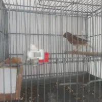 سهره قناری|پرنده|تهران, افسریه جنوبی|دیوار