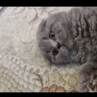 گربه بریتیش ماده یکساله|گربه|شیراز, کوی فرهنگیان|دیوار