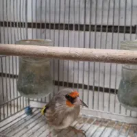 سهره کرمونی|پرنده|شیراز, دشت چنار|دیوار