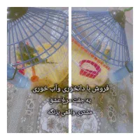 فروش مرغ عشق