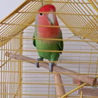 یک جفت کوتوله برزیلی|پرنده|بیرجند, |دیوار