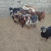 ده عدد بزغاله چاق