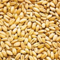 گندم صدرا برای امسال