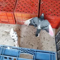 سبد شیری و ماستی|ظروف نگهدارنده، پلاستیکی، یکبارمصرف|ورامین, ورامین|دیوار