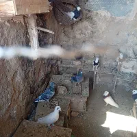 فروش کفتر طوقی تمیز|پرنده|رستاق, |دیوار