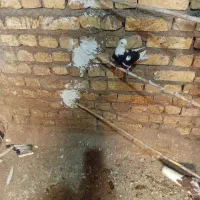 کفتر|پرنده|آران و بیدگل, |دیوار