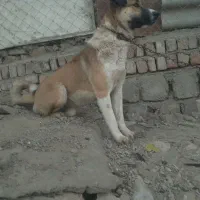 سگ گله ای فول انرژی|سگ|صحنه, |دیوار