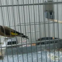 سلام سهره نر