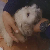 سگ شیتزو تریر