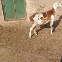 میش چینی