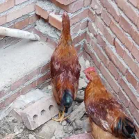 خروس|حیوانات مزرعه|نقده, |دیوار