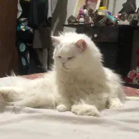 کربه پرشین سیبری|گربه|بم, |دیوار