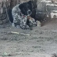 سگ قدرجونی. نگهبان گله ای . آدمی