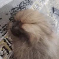 سگ پامر|سگ|محمدشهر, کوی بهار|دیوار