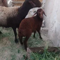 بره ماده افشاری