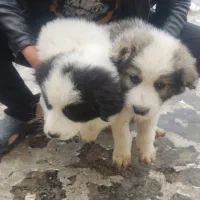 واگذاری یک جفت توله سگ