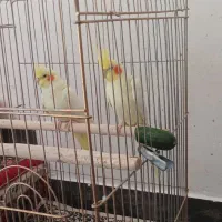 عروس هلندی|پرنده|اهر, |دیوار