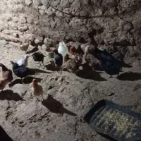 مرغ تخم گذار سالم و سرحال|حیوانات مزرعه|نظر کهریزی, |دیوار