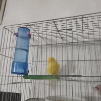 قناری رسمی|پرنده|دلیجان, |دیوار