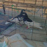 کفتر|پرنده|شیراز, اکبر آباد|دیوار