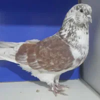 گرگی شمرانی