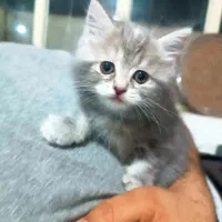 سه تا عروسک زنده، همراه مامانشون
