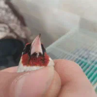 سهره نشوندار