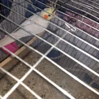 جفت عروس هلندی|پرنده|اهواز, کوی مندلی(سه راه خرمشهر)|دیوار