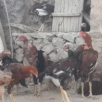 فروشی خروس لاری