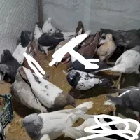 کفتر یا کبوتر|پرنده|شیروان (خراسان), |دیوار