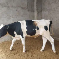 فروش گوساله مناسب عید قربان