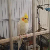 ۱ جفت عروس هلندی